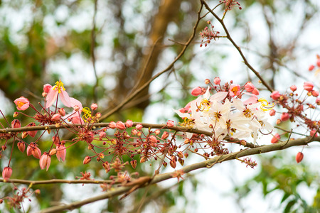 Pink cassia on tree in spring seasonの写真素材