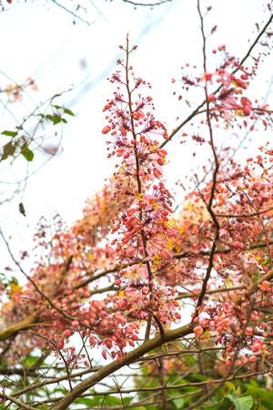 Pink cassia on tree in spring seasonの写真素材