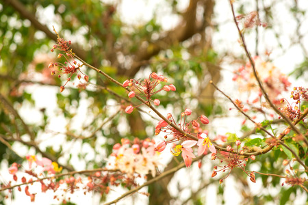 Pink cassia on tree in spring seasonの写真素材
