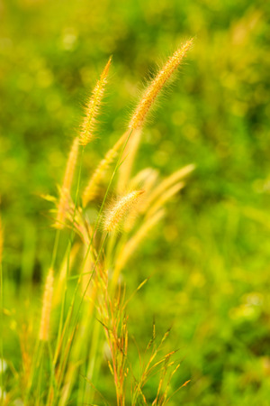 Grass flowers on green fieldの写真素材