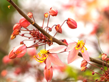 Pink cassia on tree in spring season
