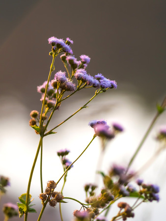 Small group of purple pink flowers on road side