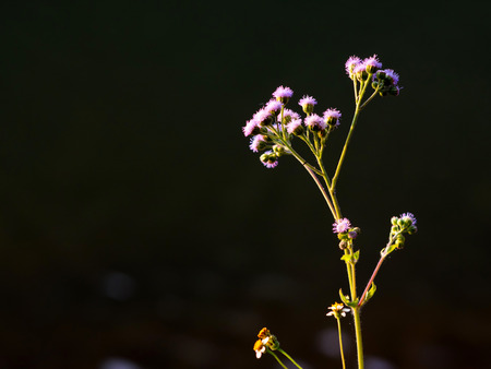Small group of flowers over black backgroundの写真素材