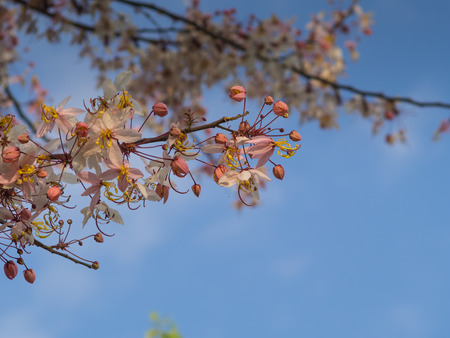 Pink cassia on tree in spring seasonの写真素材