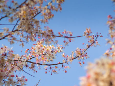 Pink cassia on tree in spring seasonの写真素材
