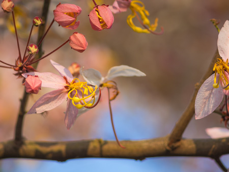 Pink cassia on tree in spring season