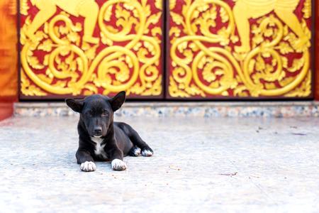 Little black dog lay on floor at entrance of Thai templeの写真素材