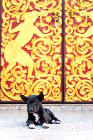 Little black dog lay on floor at entrance of Thai templeの写真素材