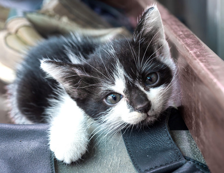 Little cute black and white kitten in outdoor real living, selective focus on its eyeの写真素材