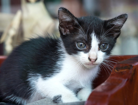 Little cute black and white kitten in outdoor real living, selective focus on its eyeの写真素材