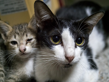 Adult female mother cat protect her little kitten under artificial night lightの写真素材