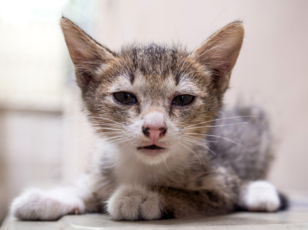 Gray little cute kitten lay on floor under natural light, selective focus on its eyeの写真素材