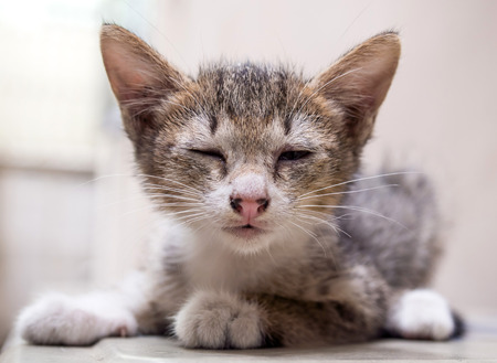 Gray little cute kitten lay on floor under natural light, selective focus on its eyeの写真素材