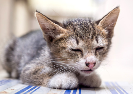 Gray little cute kitten lay on floor under natural light, selective focus on its eyeの写真素材