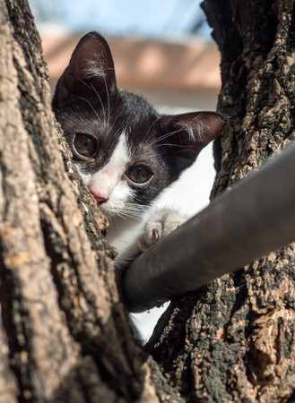 Little cute black and white kitten try to climb down from tree under natural light, selective focus on its eyeの写真素材