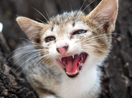 Cute gray and black kitten try to climb down from tree and crying under natural light, selective focus on its canine teeth and red tongueの写真素材