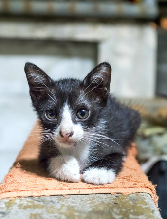Black and white kitten lay on corridor under artificial light in night time, selective focus in its eyeの写真素材