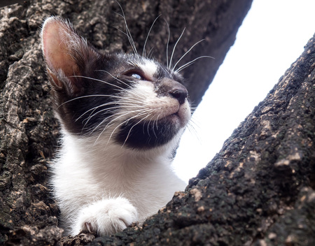 Little cute black and white kitten try to climb down from tree and look to sky with hopeful eyes under natural light, selective focus on its eyeの写真素材