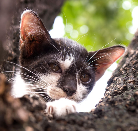 Little cute black and white kitten try to climb down from tree under natural light, selective focus on its eyeの写真素材