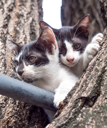 Two black and white kittens play together and try to climb down from tree under natural light, selective focus on one's eyeの写真素材