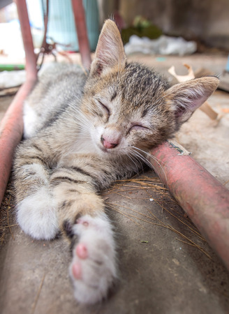 Gray little cute kitten lay on concrete outdoor floor, selective focus on its eyeの写真素材
