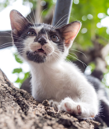 Little cute black and white kitten try to climb down from tree under natural light, selective focus on its noseの写真素材
