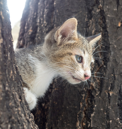 Cute gray and black kitten try to climb down from tree under natural light, selective focus on its eyeの写真素材