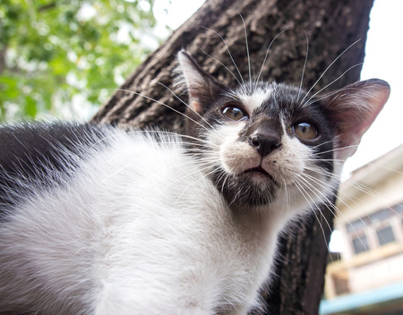 Little cute black and white home kitten on the tree under natural light with good active cool position, selective focus on its eyeの写真素材