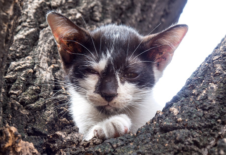 Little cute black and white kitten try to climb down from tree with boring face and eyes under natural light, selective focus on its eyeの写真素材