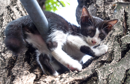 Little cute black and white kitten try to climb down from tree under natural light, selective focus on its eyeの写真素材