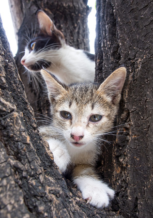 Adult mother cat help its little kitten from tree, selective focus on kitten's eyeの写真素材