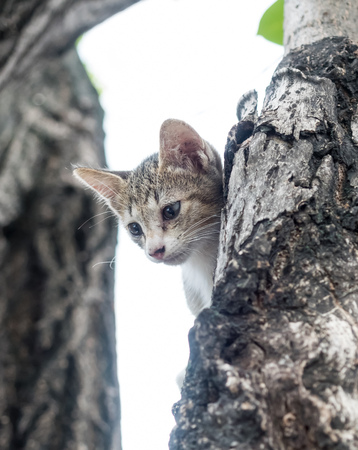 Little cute scaring gray kitten stuck on tree and trying to climb down, selective focus on its eyeの写真素材