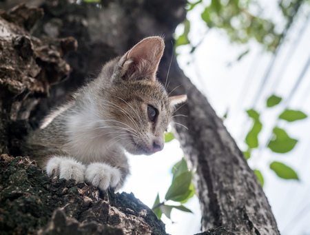 Little cute scaring gray kitten stuck on tree and trying to climb down, selective focus on its eyeの写真素材