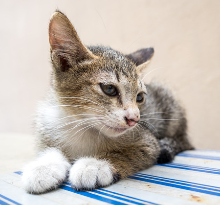 Little cute gray kitten lay on outdoor corridor under natural daylight with distorted effect from wide angle lens, selective focus on its eyeの写真素材