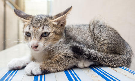 Little cute gray kitten lay on outdoor corridor under natural daylight, selective focus on its eyeの写真素材