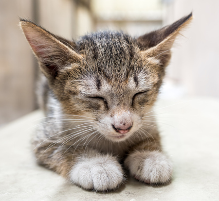 Little cute gray kitten lay on outdoor corridor under natural daylight with distorted effect from wide angle lens, selective focus on its eyeの写真素材