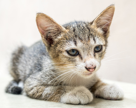 Little cute gray kitten lay on outdoor corridor under natural daylight, selective focus on its eyeの写真素材