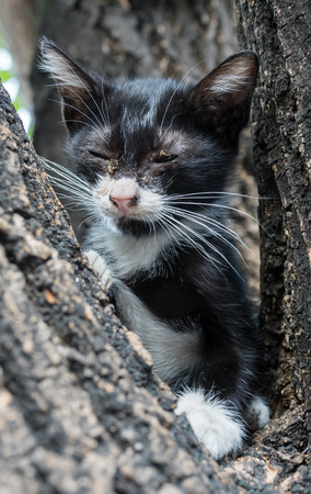 Little afraid, dirty discharged eyes black and white kitten on tree, selective focus on its eyeの写真素材