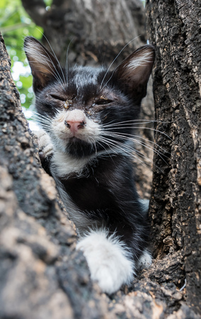 Little afraid, dirty discharged eyes black and white kitten on tree, selective focus on its eyeの写真素材