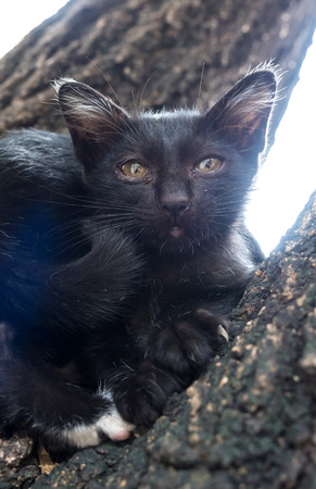 Little afraid, dirty discharged eyes black kitten on tree, selective focus on its eyeの写真素材