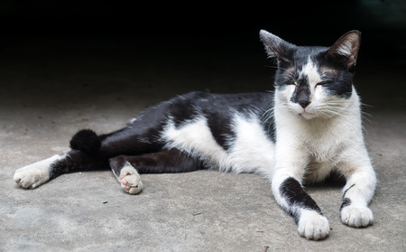 Adult black and white cat lay on floor in outdoor park with natural light, selective focus on its eyeの写真素材