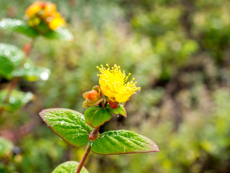 Small colorful flowers with leavesの写真素材