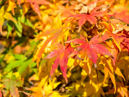 Red and colorful maple leaves in autumn season in Japanの写真素材