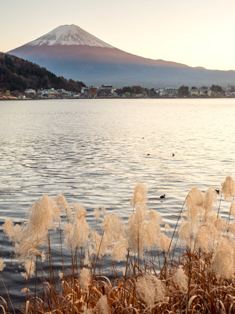 Fuji mountain with cloudy white sky and lake view in Japan with grass flower in foregroundの写真素材