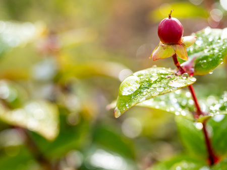 Small colorful flowers with leaves in natural statusの写真素材