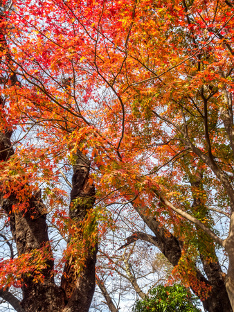 Red and colorful maple leaves in autumn season in Japanの写真素材