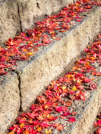 Red and colorful maple leaves in autumn season in Japan, down on concrete floorの写真素材