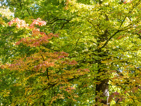 Green tree in natural parkの写真素材