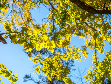 Green leaves on tree under sunlight blue skyの写真素材