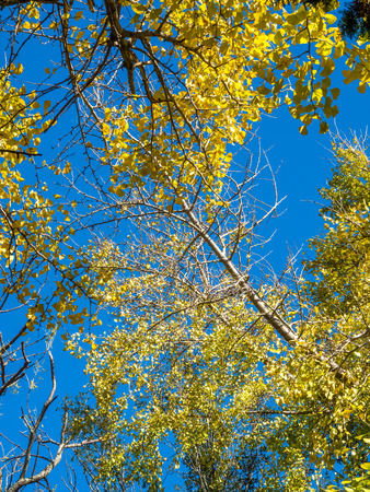 Green leaves on tree under sunlight blue skyの写真素材